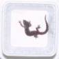 Preview: Tiertransportschale 25 Schalen, 25 Deckel